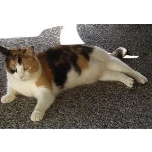 Lost Cat Sophie