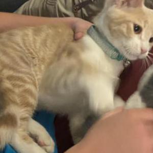 Lost Cat Spock