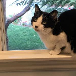 Lost Cat Rosie