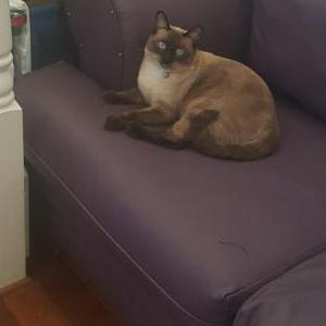 Lost Cat Samson a Siamese