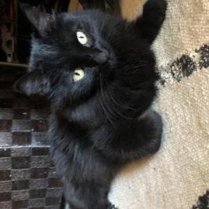 Found Cat Unknown