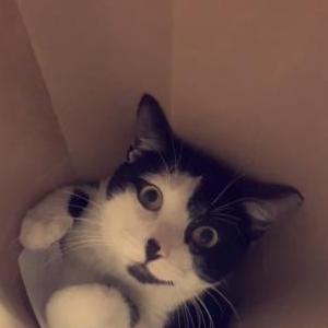 Lost Cat Oreo