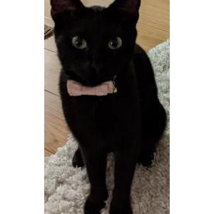 Lost Cat Kitty