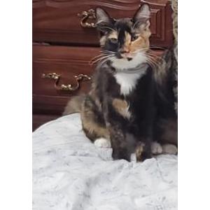 Lost Cat Amy Tanner