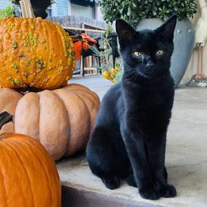 Lost Cat Atlas