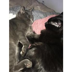 Lost Cat Heba