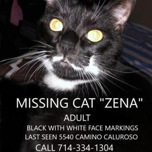 Lost Cat Zena