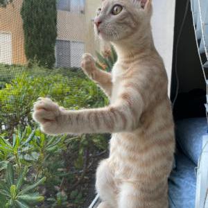 Lost Cat Simba