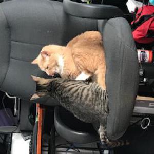 Lost Cat Wasabi