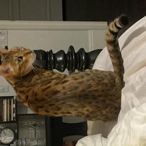 Lost Cat Jericho