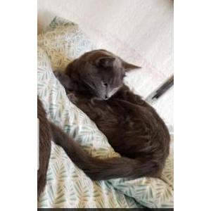 Lost Cat Grayson