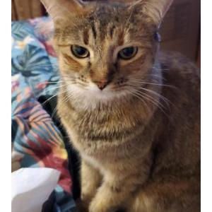 Lost Cat Nahla