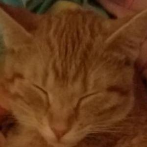 2nd Image of EMILY ROSE, orange t, Lost Cat