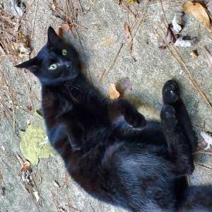 craigslist syracuse lost pets