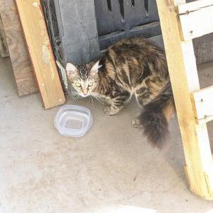 Found Cat unknown