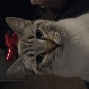 Lost Cat Gatito