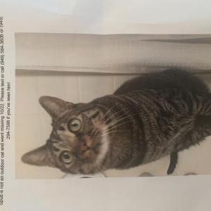 Lost Cat Spud
