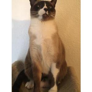 Lost Cat Gizmo