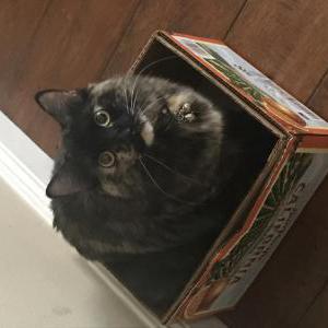 Lost Cat Suki