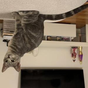 Found Cat Unknown
