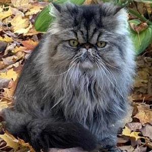 Lost Cat Maurice
