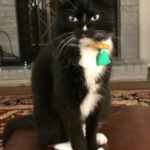 Lost Cat Alex the Cat