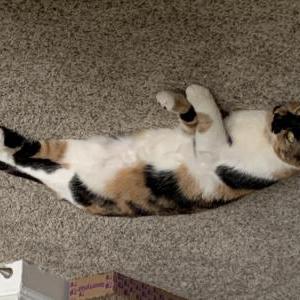 Lost Cat Willow