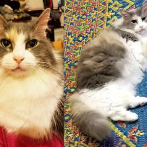 Lost Cat Maggie