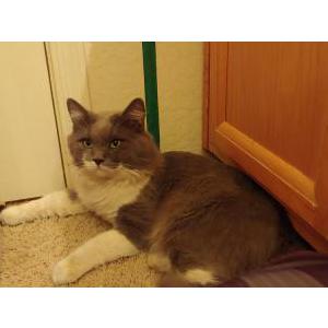 Found Cat unknown