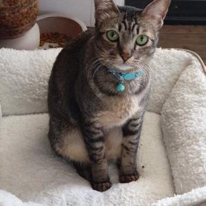 Lost Cat Blacky