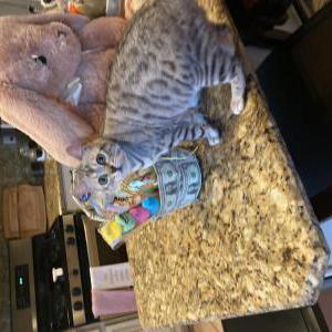 Lost Cat Piper