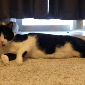 Lost Cat Bandit