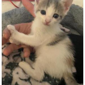Lost Cat Remy