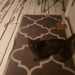 Found Cat unknown