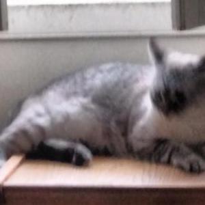 Lost Cat Venus