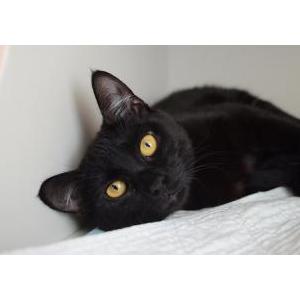 Lost Cat shadow