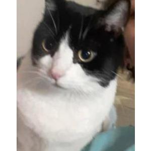 Lost Cat Kitty/Bean