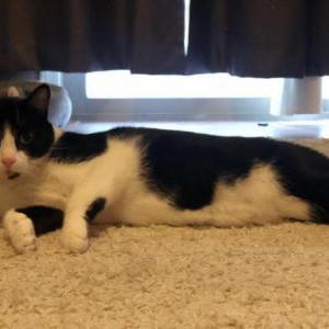 Lost Cat Bandit