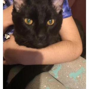 Found Cat Unknown