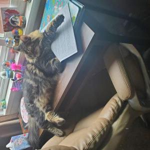 Lost Cat Charlie
