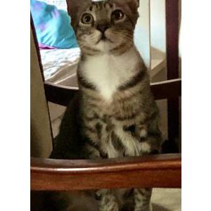 Lost Cat Clyde