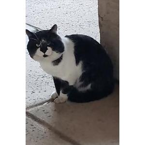 Found Cat Unknown