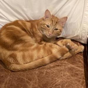 Lost Cat Rambo