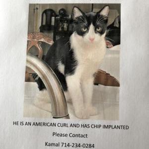 Lost Cat Rocky Singh