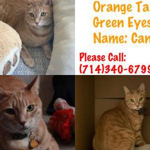 Lost Cat Canelo
