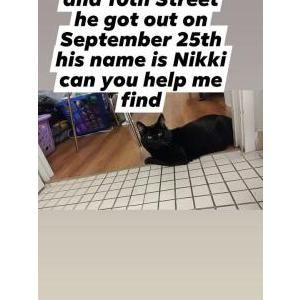 Lost Cat niki