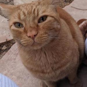 Lost Cat Oliver