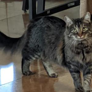 Lost Cat Titos