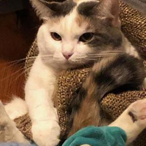 Lost Cat Daisy