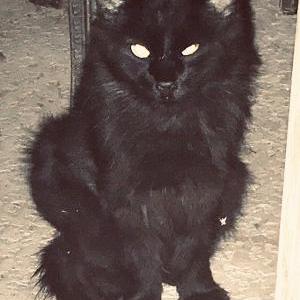 Found Cat Unknown